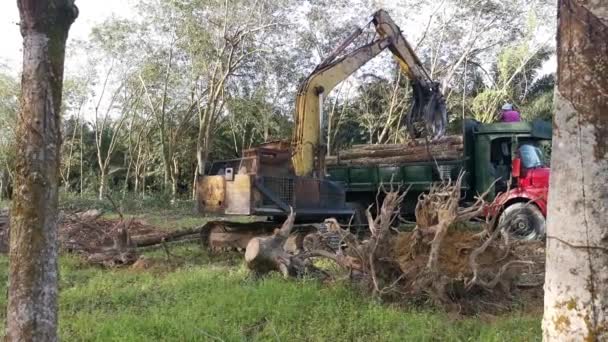 Pérák Malajsie Února 2022 Drtič Rypadel Hydraulické Stroje Nakládka Řezané — Stock video