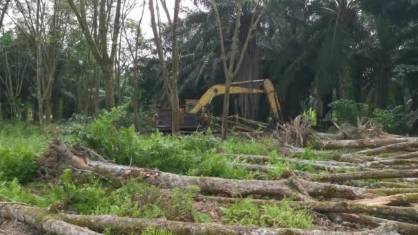Perak Malaysia Februar 2022 Grabbagger Hydraulikmaschine Entfernt Oder Drückt Parakautschukbäume — Stockvideo