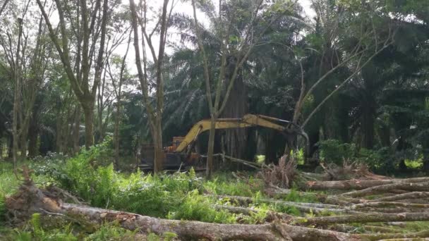말레이시아 고고무 농장에서 새로운 작물을 준비하기 나무를 베어내거나 압착시키는 — 비디오