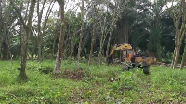 Pérák Malajsie Února 2022 Drtič Rypadel Hydraulické Stroje Odstranění Nebo — Stock video
