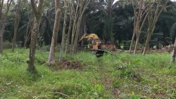 マレーシアのパーク 2022年2月9日 ゴム掘削機Kgの新しい作物のための土地を準備するために パラゴムの木を除去または押し下げる油圧機械 — ストック動画
