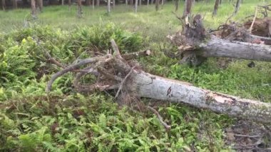 Perak, Malezya. 8 Şubat 2022: Asyalı Çinli adam Kg Koh kauçuk tarlasına taşınmaya hazırlanmak için elektrikli testereyle kauçuk ağaçları kesti.