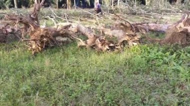 Perak, Malezya. 8 Şubat 2022: Asyalı Çinli adam Kg Koh kauçuk tarlasına taşınmaya hazırlanmak için elektrikli testereyle kauçuk ağaçları kesti.