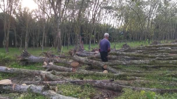 Perak Malesia Febbraio 2022 Uomo Cinese Asiatico Che Taglia Alberi — Video Stock