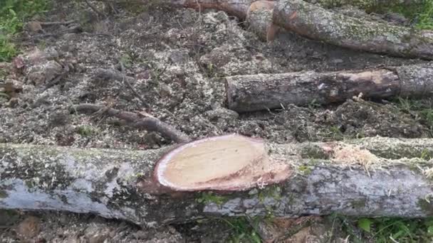 Perak Malaysia February 2022 Asian Chinese Man Cutting Rubber Trees — Stock Video