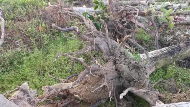 Perak Malaysia Februar 2022 Asiatische Chinesen Fällen Mit Der Elektrischen — Stockvideo