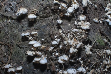 Çürüyen ağaç gövdesinde ölen psathyrella piluliforis mantarları.