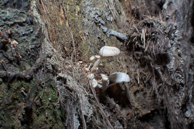Çürüyen ağaç gövdesinde ölen psathyrella piluliforis mantarları.