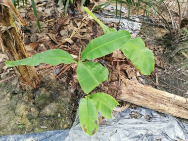 Bagajdan filizlenen muzlar
