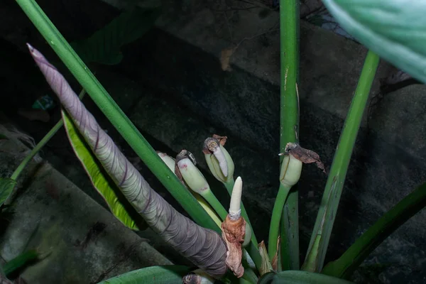 Tiro Cerca Los Brotes Flores Alocasia Silvestres — Foto de Stock