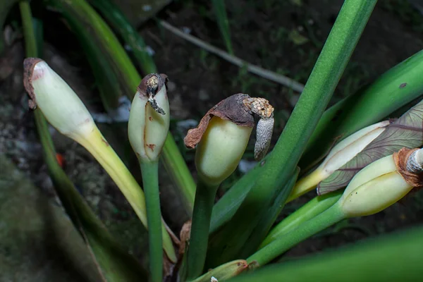 Alokasya Çiçeği Tomurcuklarının Yakın Çekimi — Stok fotoğraf