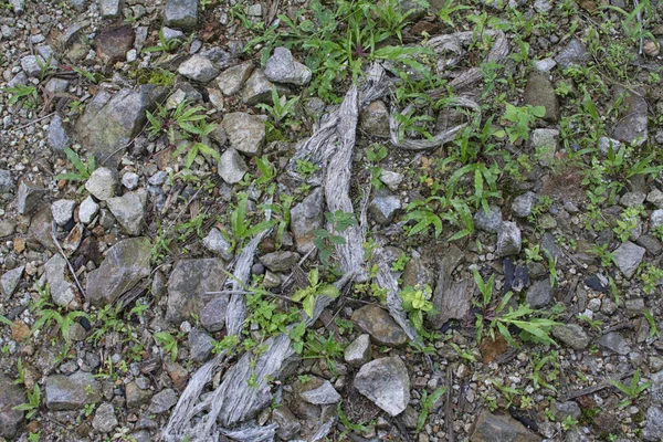 Kayalık Zemine Bak — Stok fotoğraf