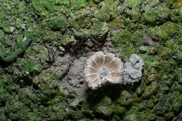 Sterbende Psathyrella Piluliformis Pilze Auf Dem Morschen Baumstamm — Stockfoto
