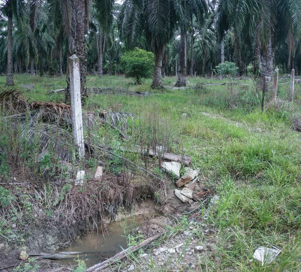 Palmiye Yağı Tarlası Boyunca Drenaj — Stok fotoğraf