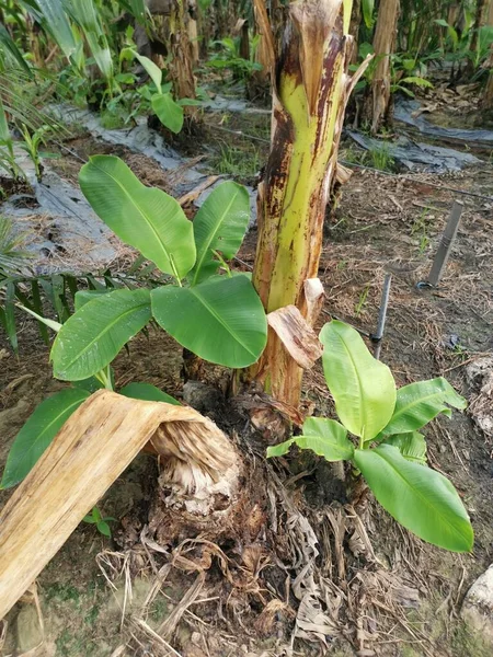 Plántulas Plátano Que Brotan Del Tronco — Foto de Stock