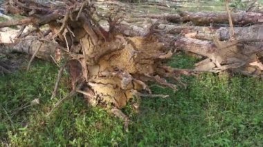 Perak, Malezya. 9 Şubat 2022: Asyalı Çinli adam Kg Koh kauçuk tarlasına taşınmaya hazırlanmak için elektrikli testereyle kauçuk ağaçları kesti.