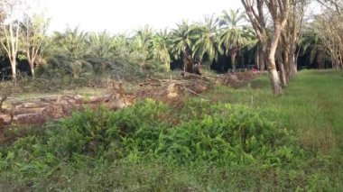 Perak, Malezya. 9 Şubat 2022: Asyalı Çinli adam Kg Koh kauçuk tarlasına taşınmaya hazırlanmak için elektrikli testereyle kauçuk ağaçları kesti.