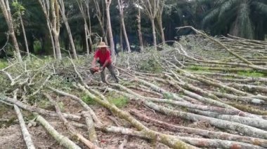 Perak, Malezya. 9 Şubat 2022: Asyalı Çinli adam Kg Koh kauçuk tarlasına taşınmaya hazırlanmak için elektrikli testereyle kauçuk ağaçları kesti.