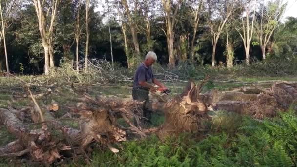 Perak Maleisië Februari 2022 Aziatische Chinese Man Die Rubberbomen Zaagt — Stockvideo