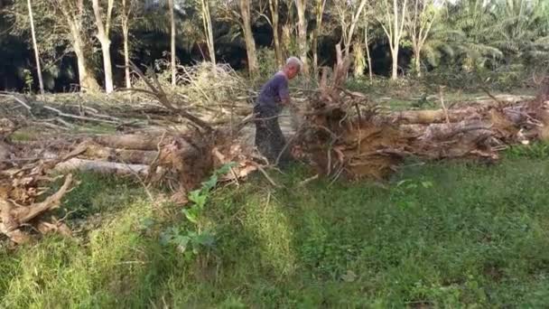 Perak Malaysia February 2022 Asian Chinese Man Cutting Rubber Trees — Stock Video