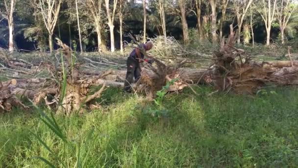 Perak Malaysia February 2022 Asian Chinese Man Cutting Rubber Trees — Stock Video