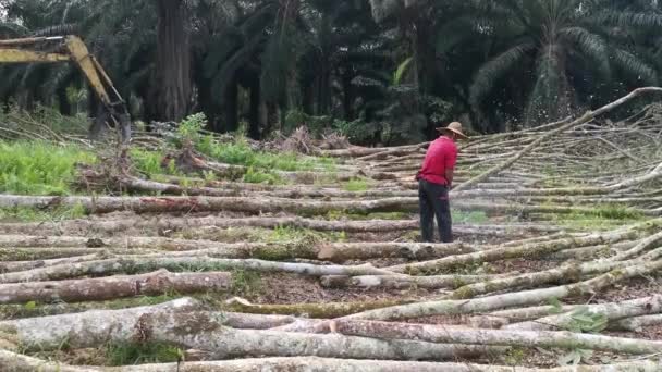 Perak Maleisië Februari 2022 Aziatische Chinese Man Die Rubberbomen Zaagt — Stockvideo