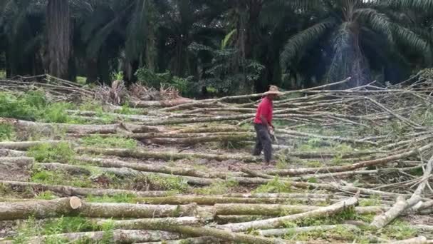 Perak Malezja Lutego 2022 Chińczyk Azjatycki Ścinający Drzewa Gumowe Elektryczną — Wideo stockowe