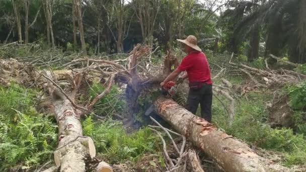 Perak Malezja Lutego 2022 Chińczyk Azjatycki Ścinający Drzewa Gumowe Elektryczną — Wideo stockowe