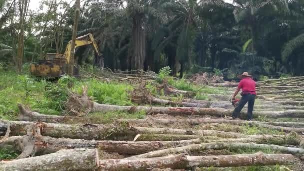말레이시아 구제역 공장으로 준비를 전기톱으로 고무나무를 자르는 아시아인 — 비디오
