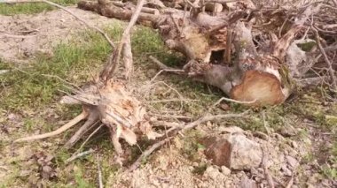 Lastik malikanesinde kütük sahnesi.