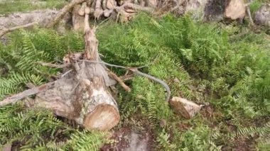 Lastik malikanesinde kütük sahnesi.