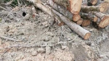 Lastik malikanesinde kütük sahnesi.