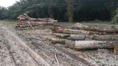 Lastik malikanesinde kütük sahnesi.