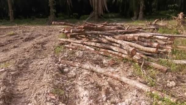 Holzfällerszene Gummianwesen — Stockvideo