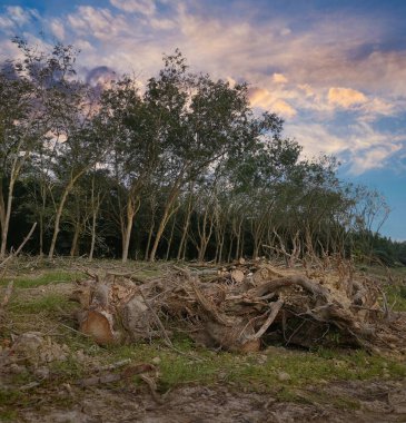 Ormansız kauçuk çiftliğinde sabahın erken saatlerinde.