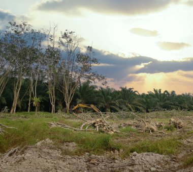 Ormansız kauçuk çiftliğinde sabahın erken saatlerinde.