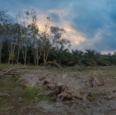 Ormansız kauçuk çiftliğinde sabahın erken saatlerinde.