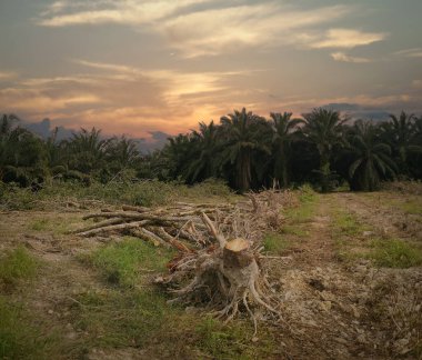 Ormansız kauçuk çiftliğinde sabahın erken saatlerinde.