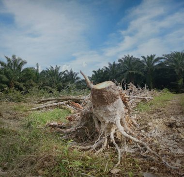 Ormansız kauçuk çiftliğinde sabahın erken saatlerinde.