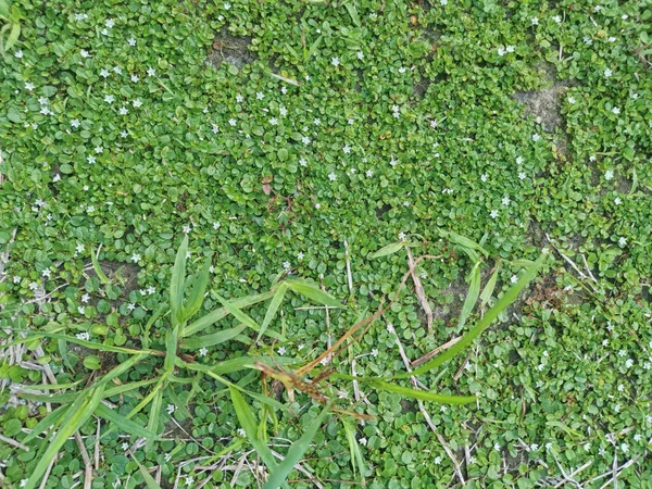 Diminutas Glorias Matutinas Enanas Blancas Salvajes —  Fotos de Stock