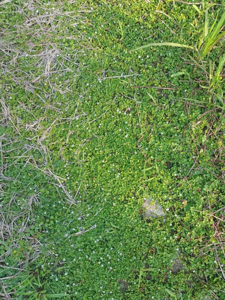 Diminutas Glorias Matutinas Enanas Blancas Salvajes — Foto de Stock