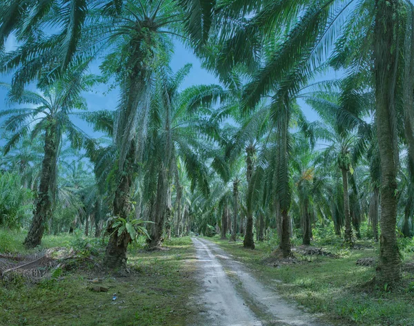 Bright Morning Palm Oil Farm — Stock Photo, Image