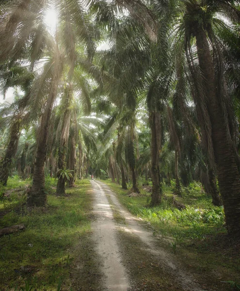 Jasny Poranek Farmie Oleju Palmowego — Zdjęcie stockowe