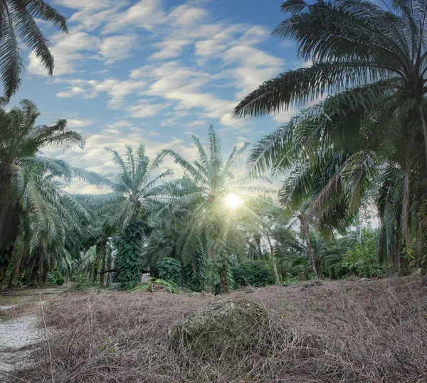 Heller Morgen Auf Der Palmölfarm — Stockfoto