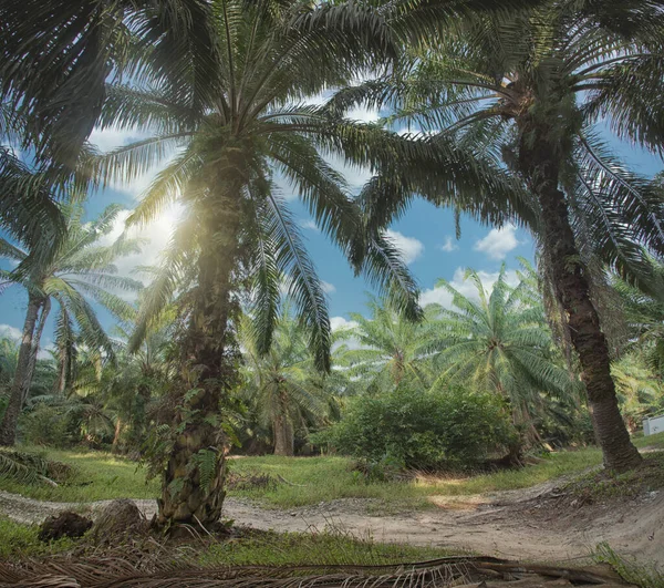Heller Morgen Auf Der Palmölfarm — Stockfoto