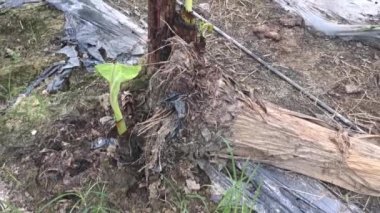 Yerden filizlenen muz filizleri 