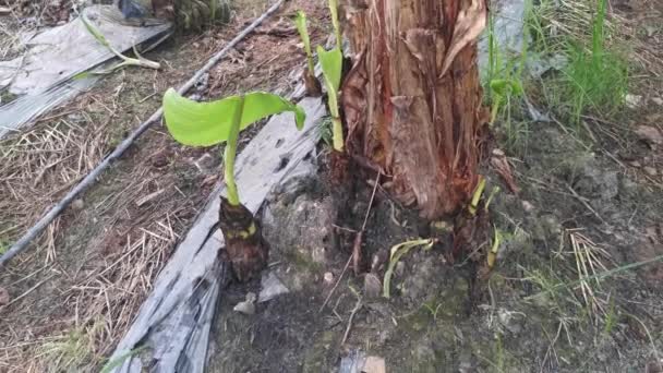 Banana Seedling Sprouting Out Ground — Stock Video