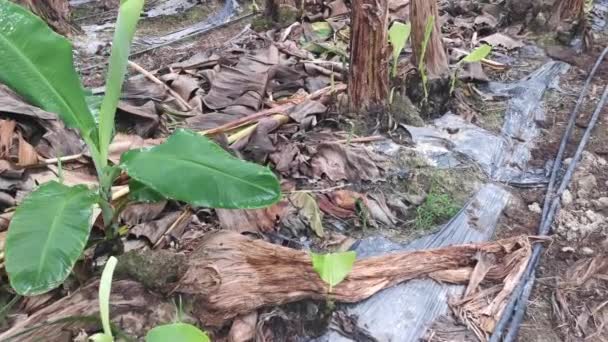 Banana Seedling Sprouting Out Ground — Stock Video