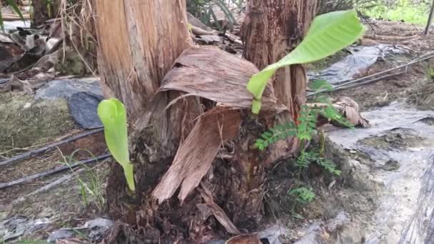 Banánpalánta Csírázása Földből — Stock videók