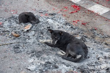 Yanmış kül yığınının üzerinde dinlenen siyah sokak köpeği..